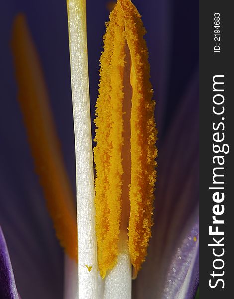 Macro photograph of violet Crocus Vernus stamen with pollen nodules visible. Macro photograph of violet Crocus Vernus stamen with pollen nodules visible