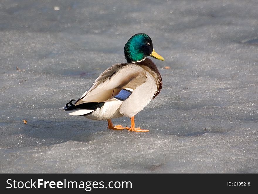 Duck on spring ice in sunny day