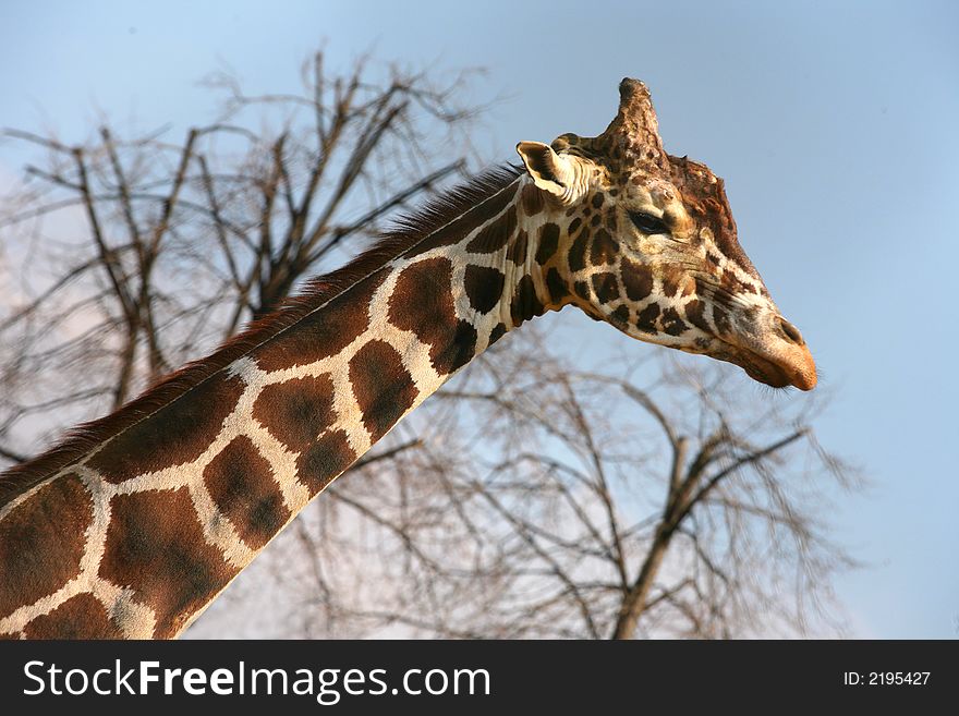 Sad giraffe on a background of trees