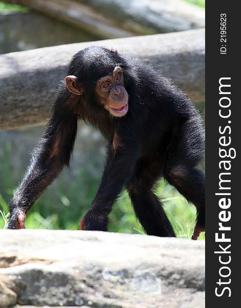Young male chimpanzee monkey walking. Young male chimpanzee monkey walking