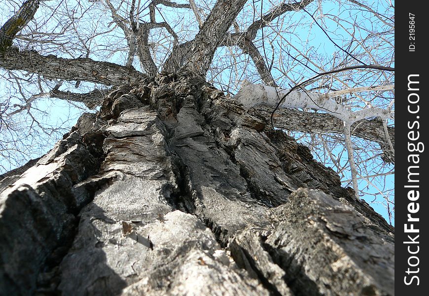 Large aged arbor with large branch. Large aged arbor with large branch