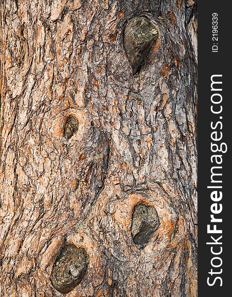 Spruce Bark (trunk) Texture