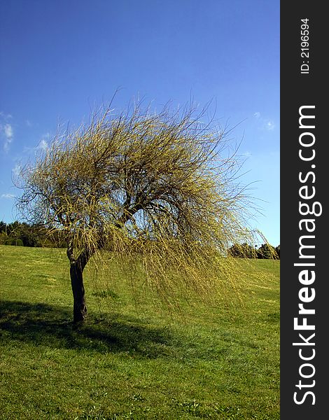 Spring landscape - big tree in green field and blue sky. Spring landscape - big tree in green field and blue sky