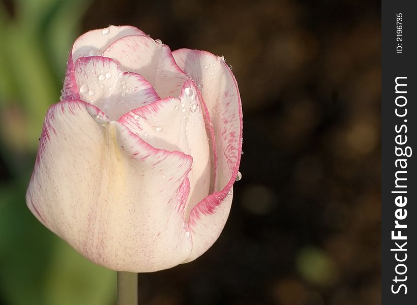 A very closeup of a wet pink tulip after the sprinklers were turned off. A very closeup of a wet pink tulip after the sprinklers were turned off