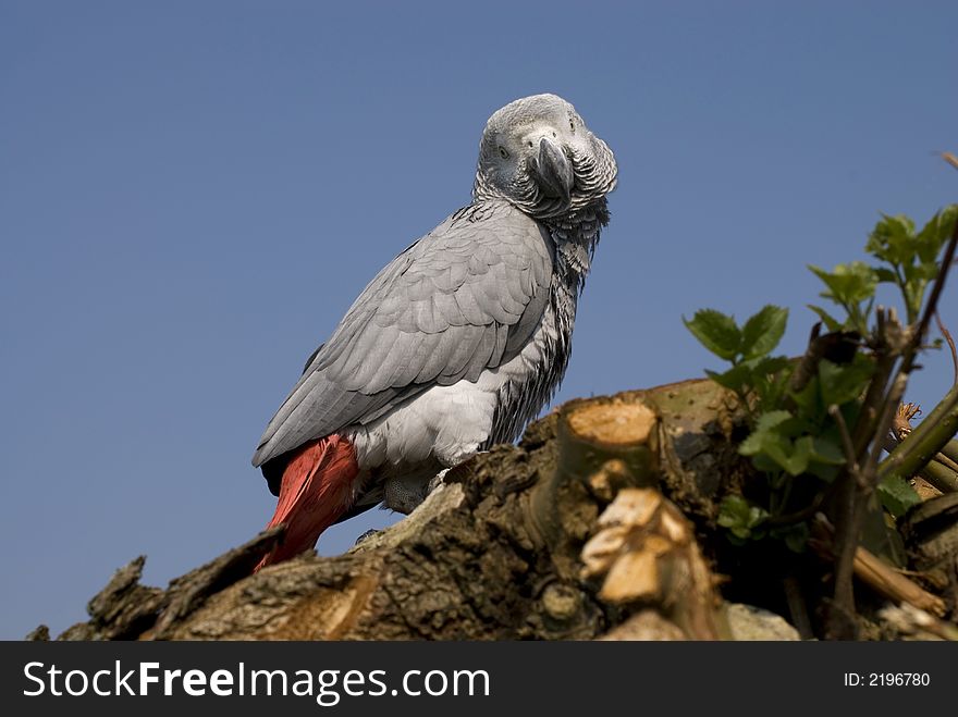 Parrot timney outdoor in a tree