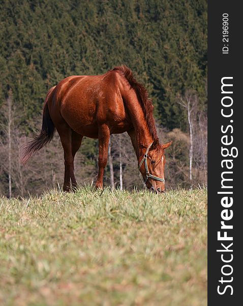 Brown horse feeding on pasture. Brown horse feeding on pasture