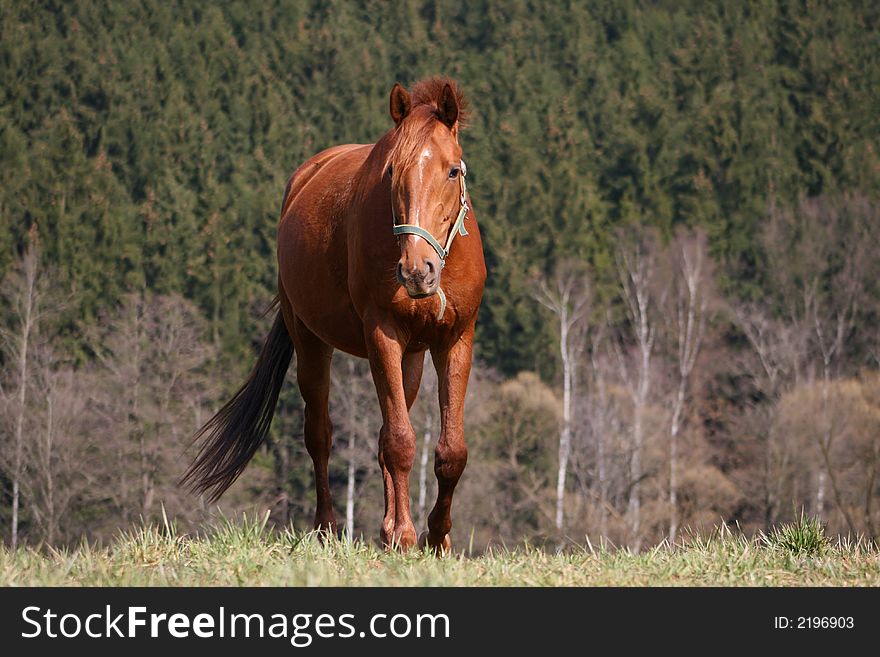 Walking brown horse on pasture. Walking brown horse on pasture