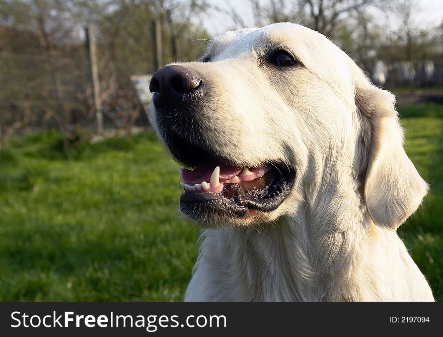 White retriever playing on a field. White retriever playing on a field