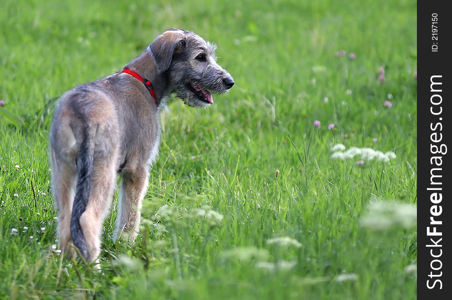 Young dog with red collar on the green meadow. Young dog with red collar on the green meadow