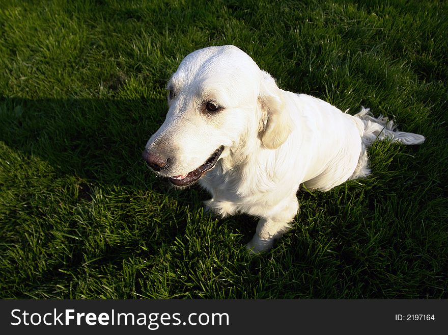 White retriever playing on a field