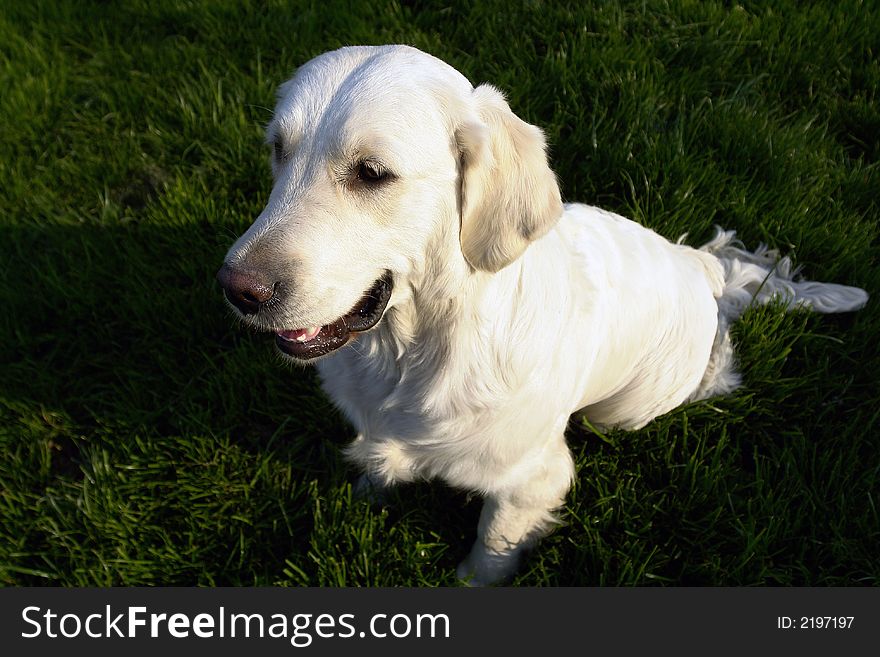 White retriever playing on a field