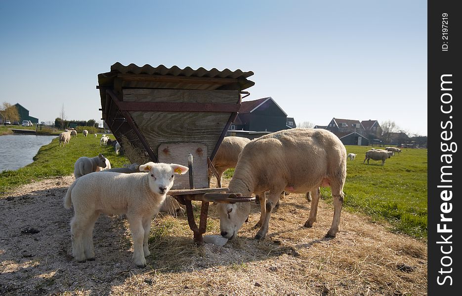 Sheep and  a cute lamb looking at the camera in spring. Sheep and  a cute lamb looking at the camera in spring