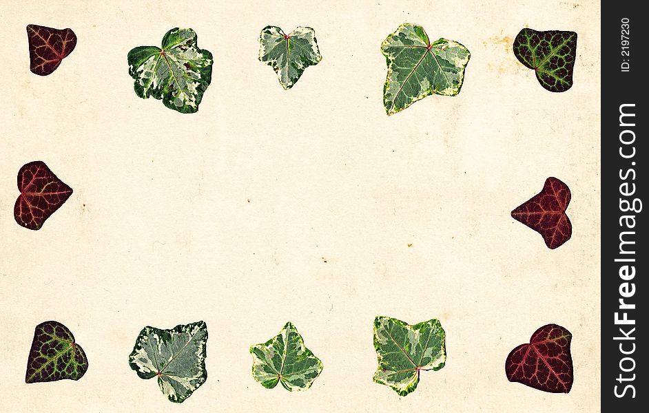Ivy leaf border on old paper