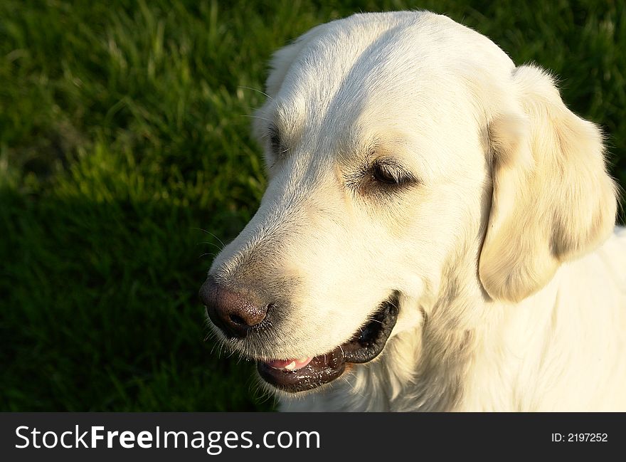 White retriever playing on a field. White retriever playing on a field