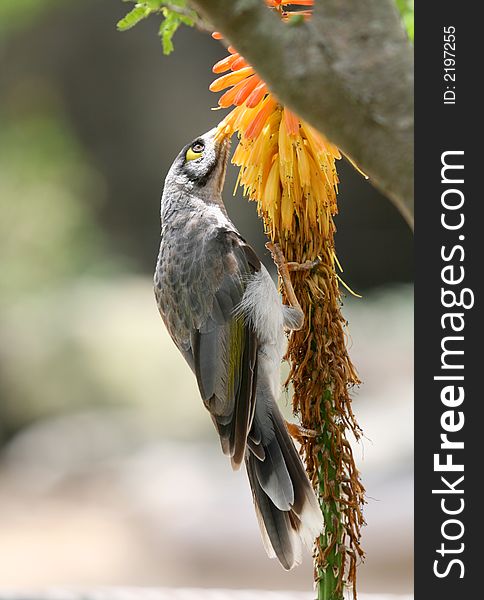 Tropical colorful bird eating flowers pollen