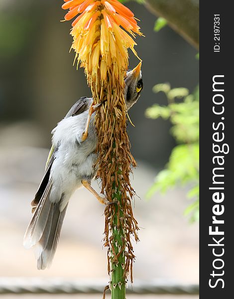 Bird on a tropical flower