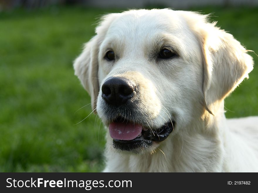 White retriever playing on a field. White retriever playing on a field