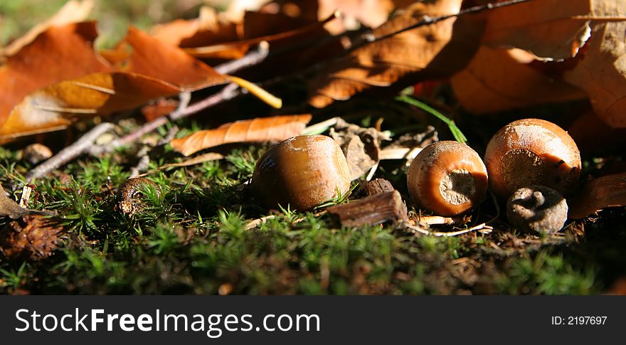 Acorns and leaves on the green grass