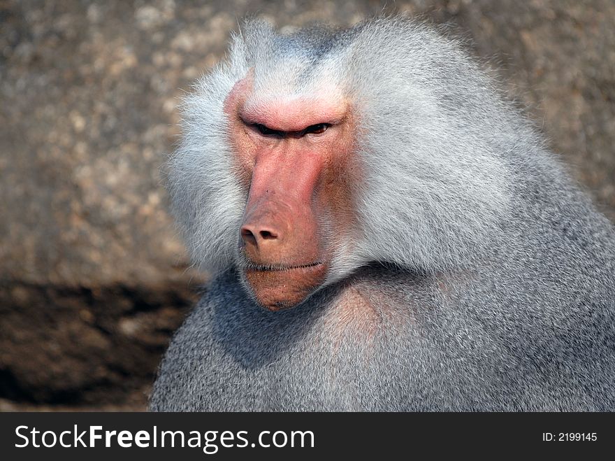 Male of baboon looks at subordinates. Male of baboon looks at subordinates