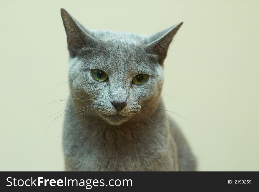 Portrait of racial cat - russian