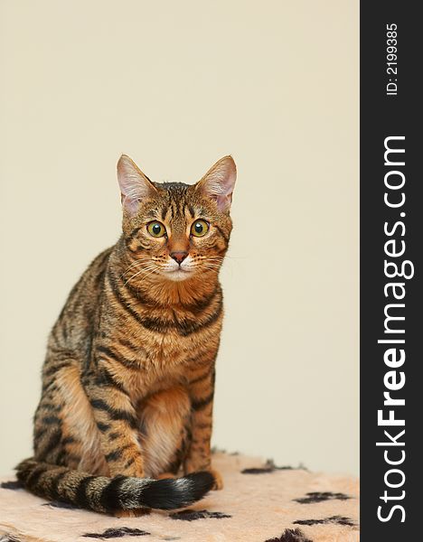 Portrait of racial cat - bengal