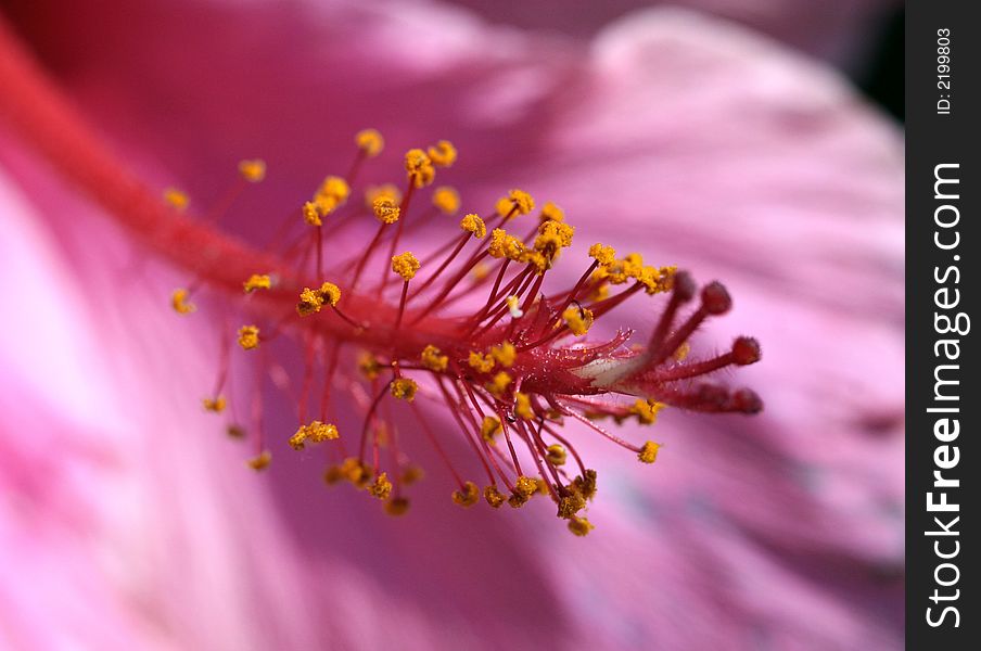 Close up of a hibiscus flower showing pistil and stamens. Close up of a hibiscus flower showing pistil and stamens.