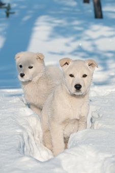 Two Puppies. Stock Images Two Puppies. Stock Images