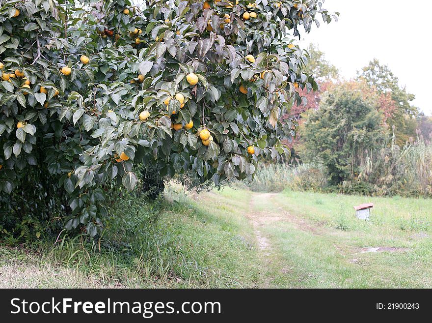 A persimmon tree with almost ripe fruits