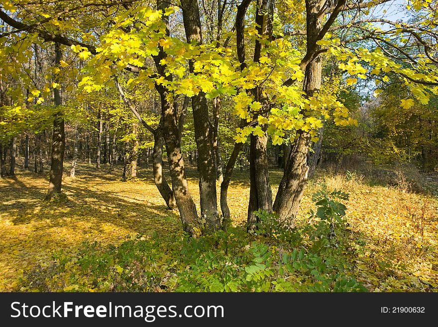 Autumn landscape with beautiful colored trees