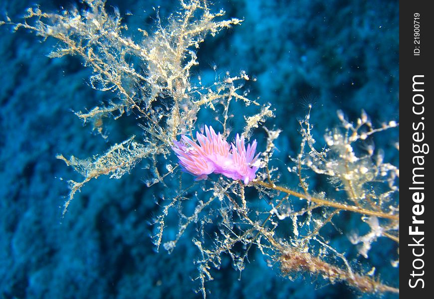 Flabellina nudibranch