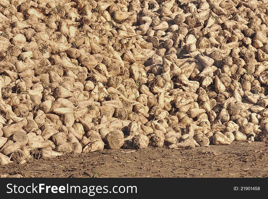 Heaps of sugar beets extended along a field