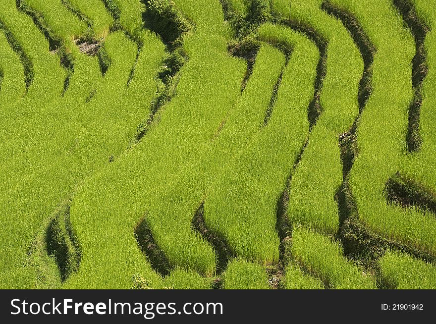 Paddy field