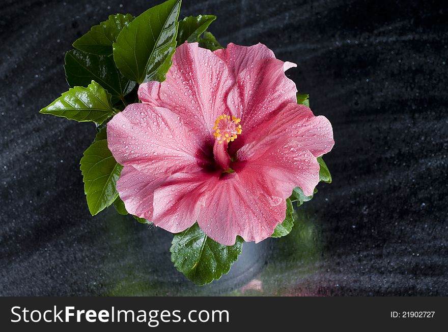 Beautiful pink hibiscus flower isolated over black background. Beautiful pink hibiscus flower isolated over black background