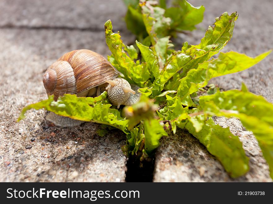 Brown snail eating a bunch of green leaves. Brown snail eating a bunch of green leaves