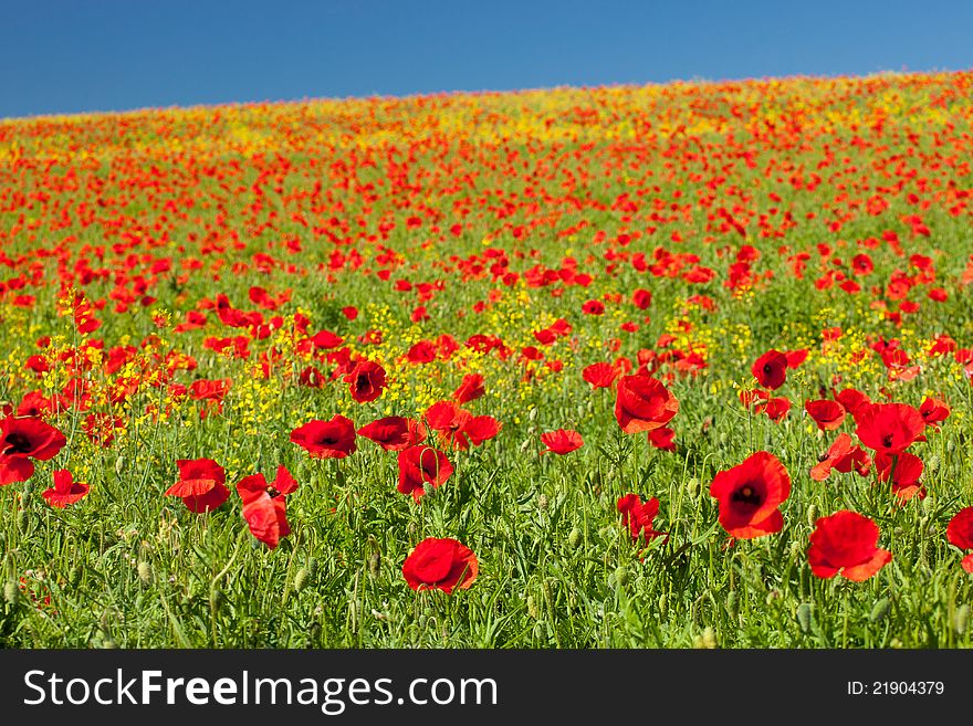 Bright red poppy flowers in full bloom covering a field. Bright red poppy flowers in full bloom covering a field