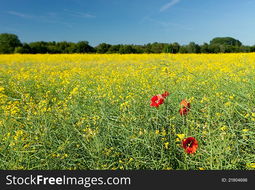 Rapeseed Field