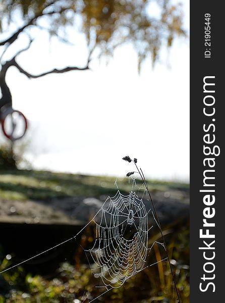 Autumn s spiderweb