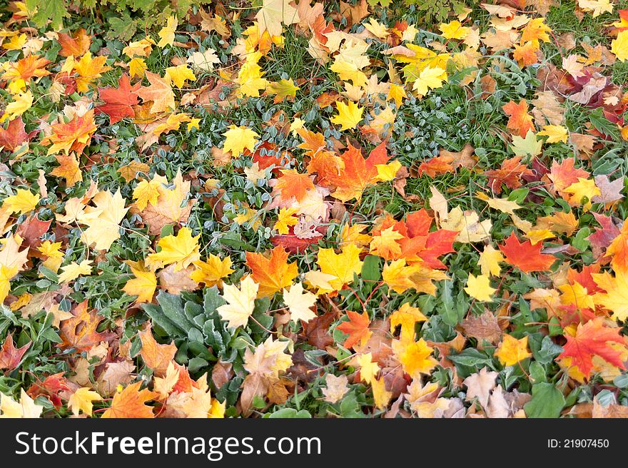 Dried Leaves In Fall