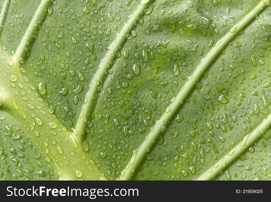 A green leaf with water droplets Marquise