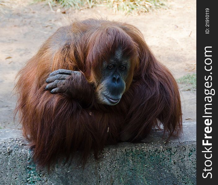 Orangotang with human expression at Ramat-Gan