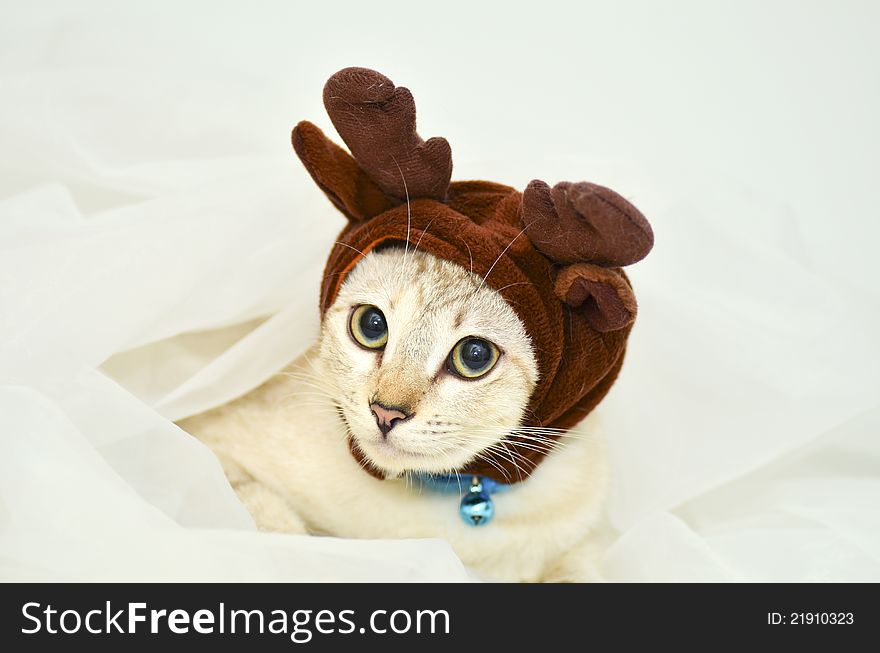 Cat Dress Up The Elk Hat