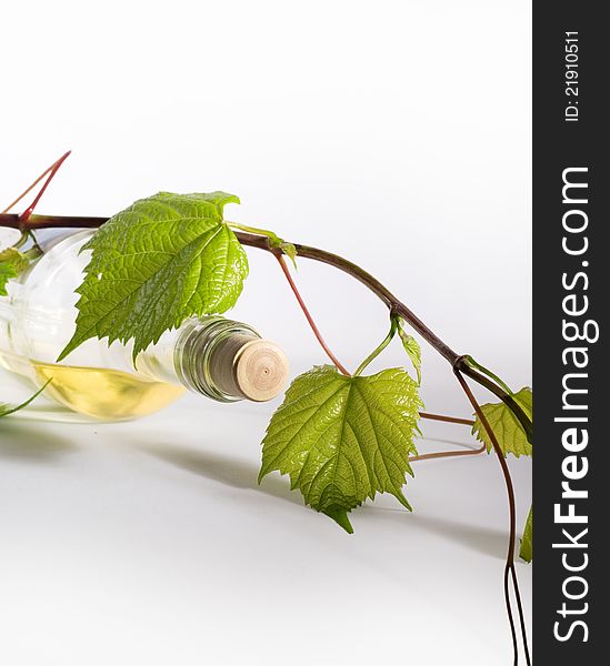 Bottle of white wine and vine branches