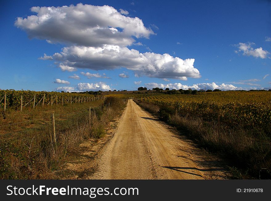 Sardinia vineyards at fall time with cloudy blue sky. Sardinia vineyards at fall time with cloudy blue sky.