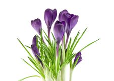 Beautiful Violet Flower Isolated On White Stock Photo
