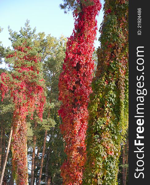 Red and green wild grape on pine trees. Red and green wild grape on pine trees