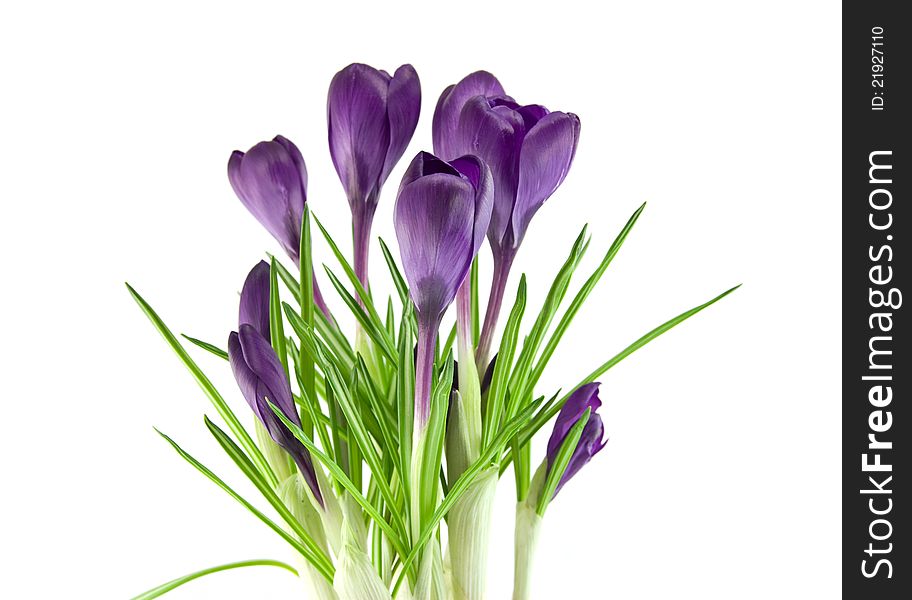 Beautiful violet flower isolated on white