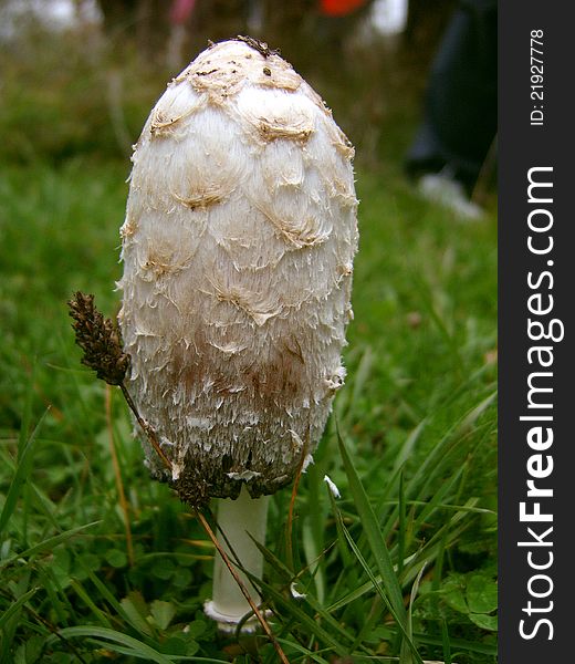 Shaggy ink cap