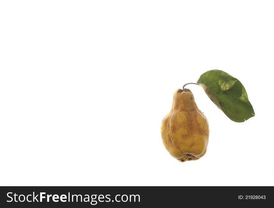 Late autumn fruit, quince three