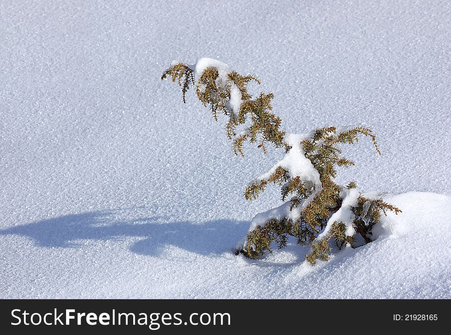 Winter background with a snow-covered wood landscape and a small fur-tree. Ukraine, Carpathians