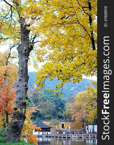 Yelllow red maple leaves on the trees in autumn